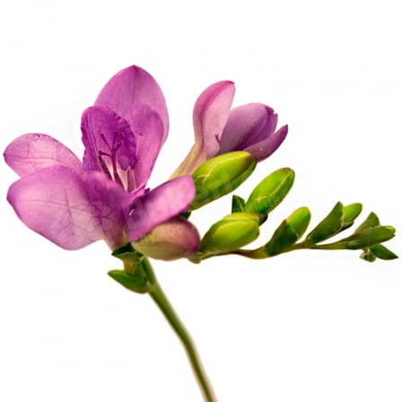 Freesia in assortment