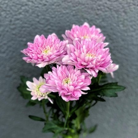 Chrysanthemum in assortment