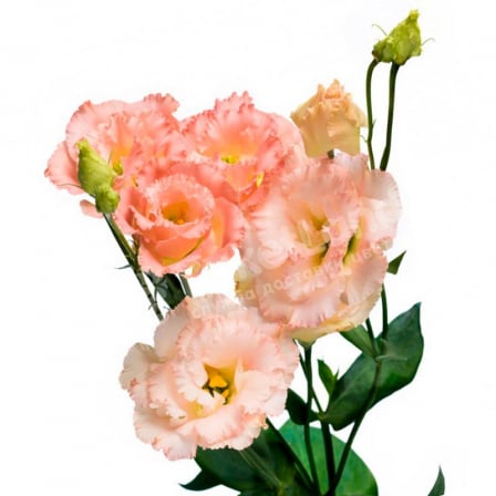 Eustoma in the assortment