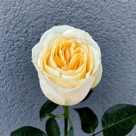 Pion-shaped rose in assortment