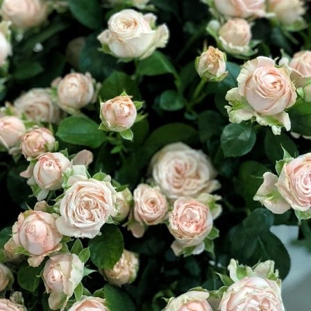 Shrub peony rose Bombastic 50-60 cm