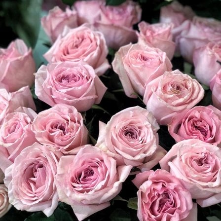 Ecuadorian rose Pink Ohara 60 cm