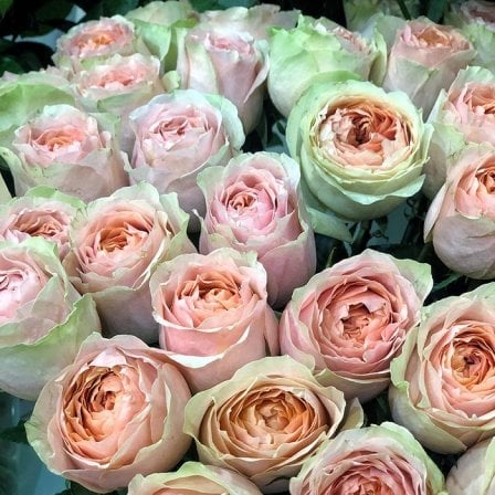 Ecuadorian Iguaz rose 80 cm
