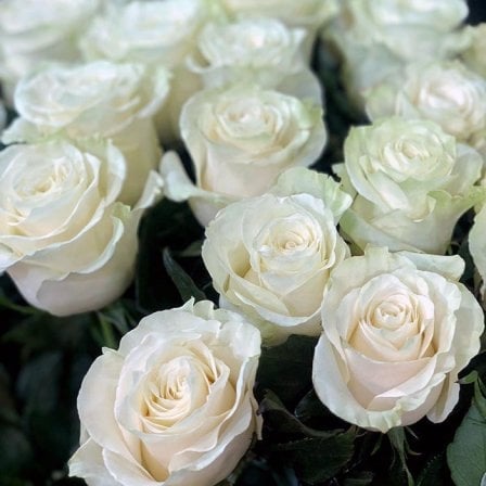 Dutch white rose Mondial 80 cm