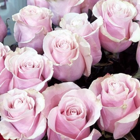 Dutch pink rose Pink Mondial 80 cm