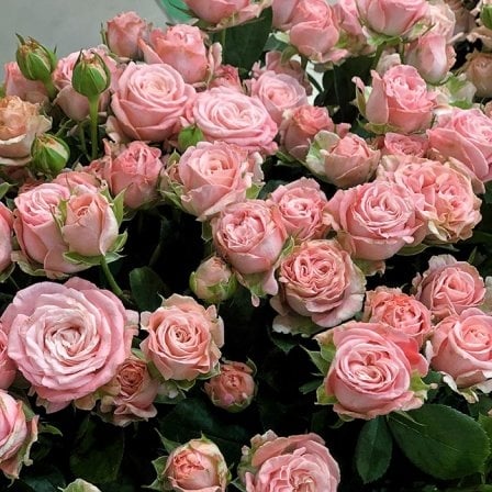 Bush peony rose Madame Bombastic 50-60 cm