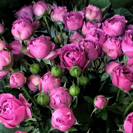 Shrub pink rose Misty Bubbles 50-60 cm