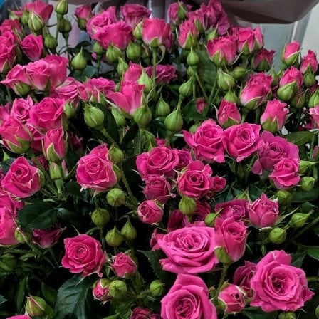 Shrub pink rose 50-60 cm