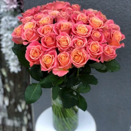 Rose Miss Piggy