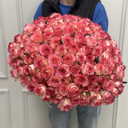 151 pink roses Jumilia (Usual)