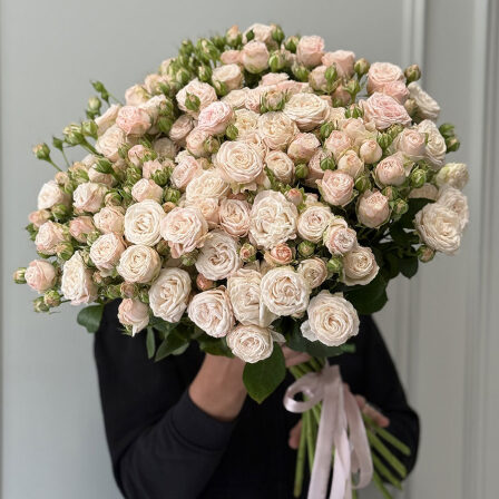 21 Bush Peony Rose Bombastic (Usual)