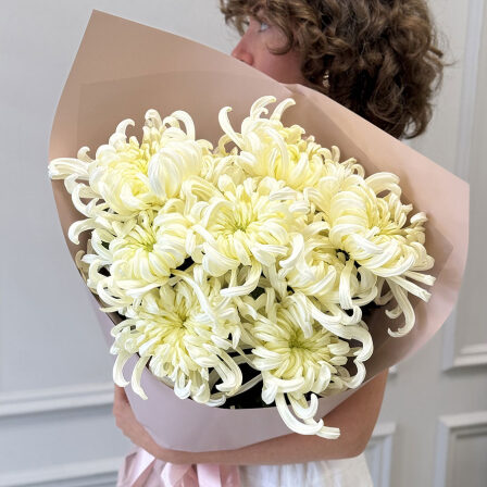 9 chrysanthemums Vienna (Usual)