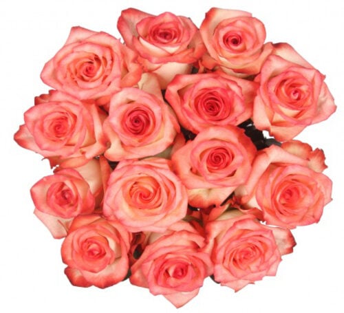 Bouquet Of 15 Blush Pink Roses