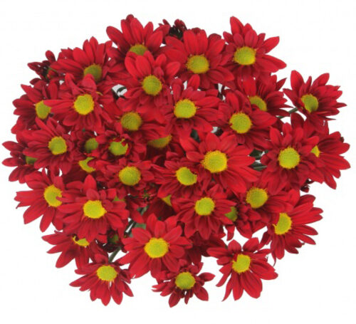 Bouquet Of Flowers 5 Spray Red Сhrysanthemums