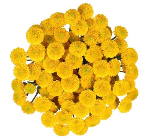 Bouquet Of Flowers 5 Yellow Shabo Сhrysanthemums