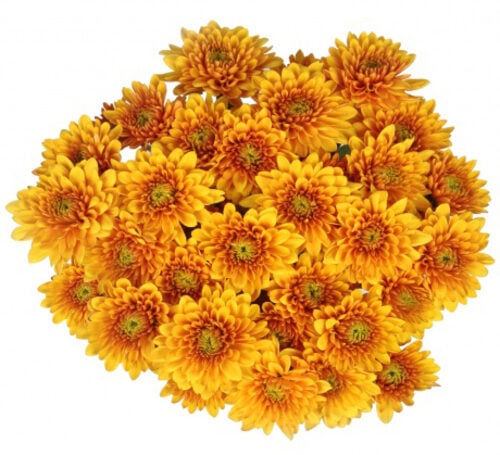Bouquet Of Flowers 5 Orange Сhrysanthemums