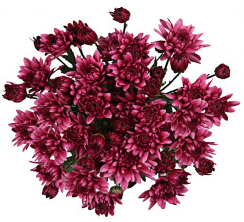 Flowers Bouquet 5 Spray Purple Сhrysanthemums Rendez