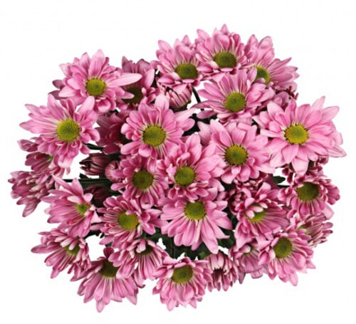 Bouquet Of Flowers 5 Spray Pink Сhrysanthemums Atlantis