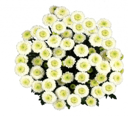 Bouquet Of Flowers 5 Spray White Сhrysanthemums "Santini"