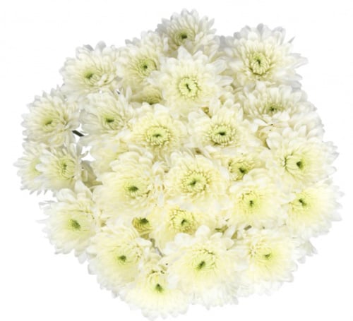 Bouquet Of Flowers 5 Spray White Сhrysanthemums