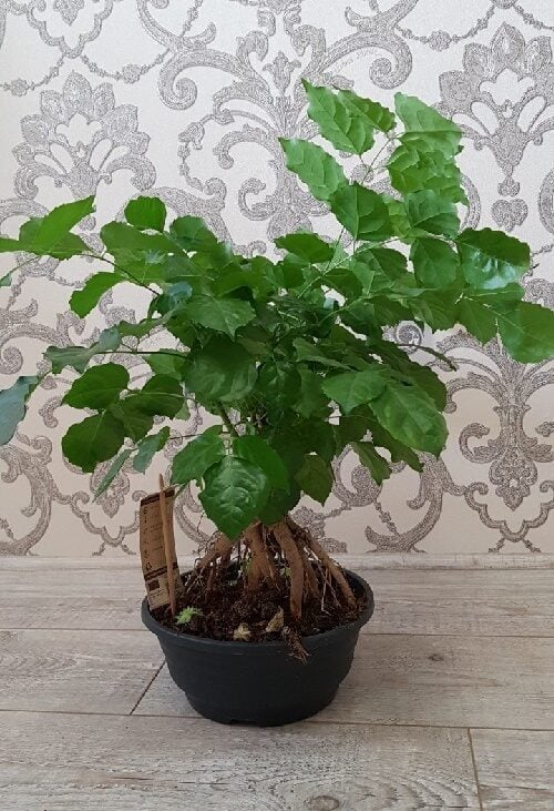 Potted Plant Radermachera