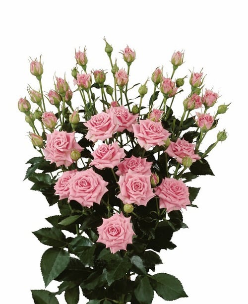 Round Bouquet Of 5 Pink Spray Roses