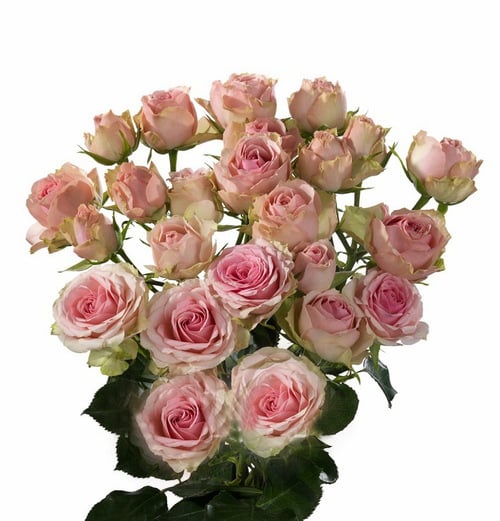 Round Bouquet Of 5 Peony Majolika Pink Spray Roses