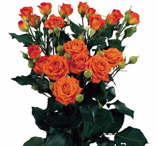 Round Bouquet Of 5 Orange Spray Roses