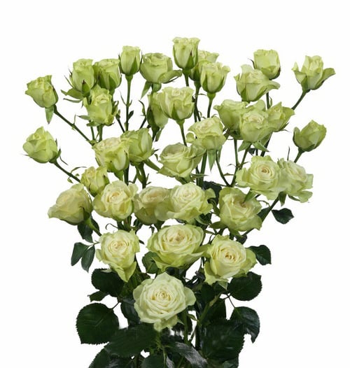Round Bouquet Of 5 White Spray Roses