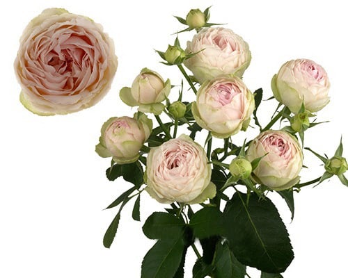 Round Bouquet Of 5 Peony Pastel Spray Roses