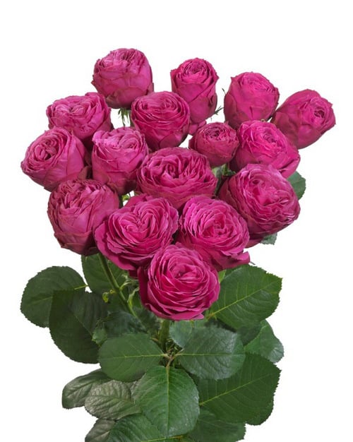 Round Bouquet Of 5 Peony Pink Spray Roses