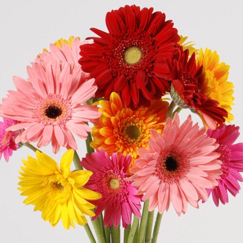 Bouquet 11 Multicolored Gerberas