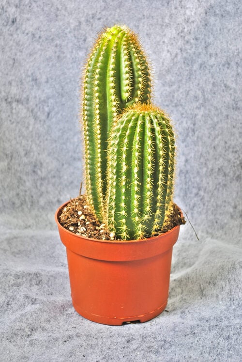 Potted Plant Cactus