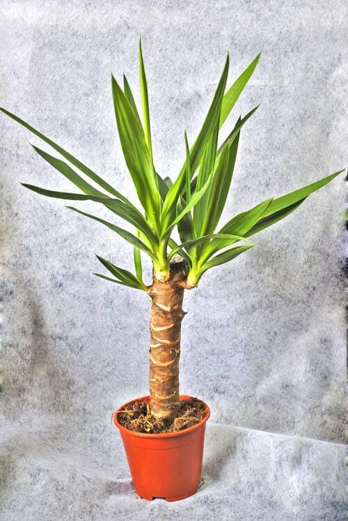 Potted Plant Yucca