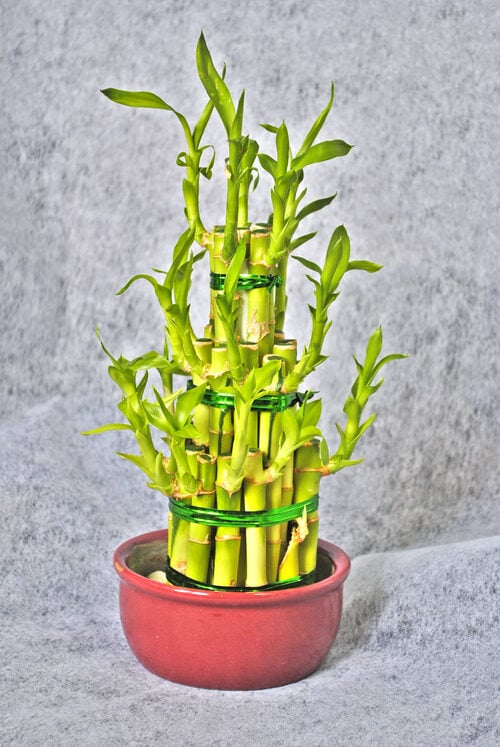 Potted Plant Bamboo