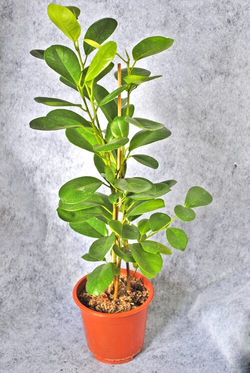 Potted Plant Ficus
