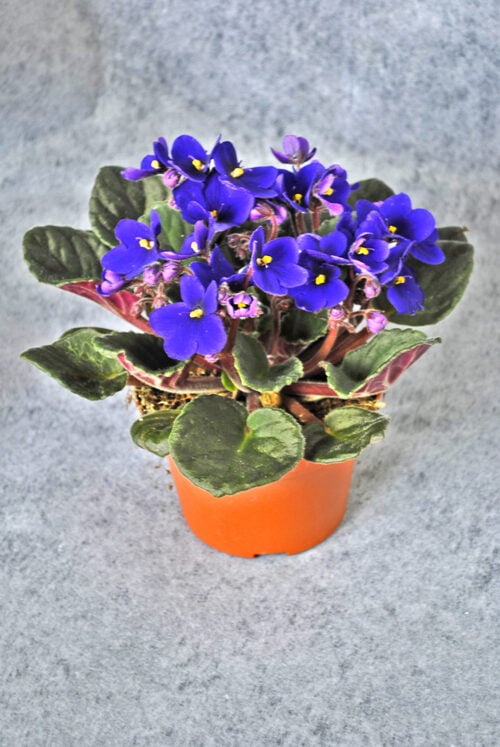 Potted Plant Violet