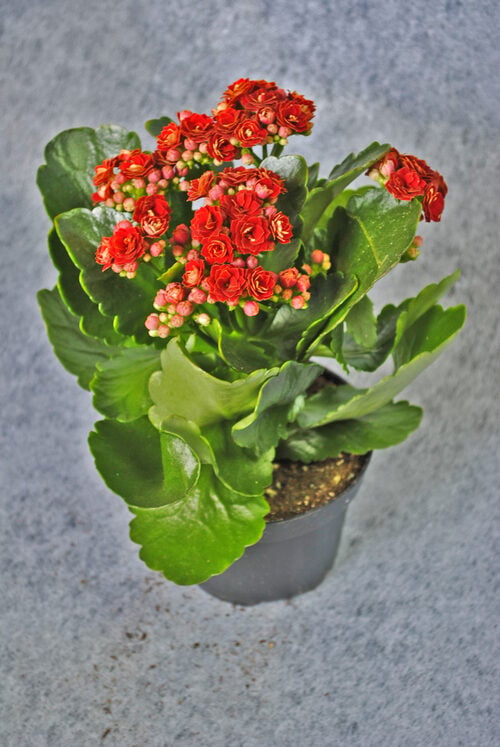 Potted Plant Calandiva