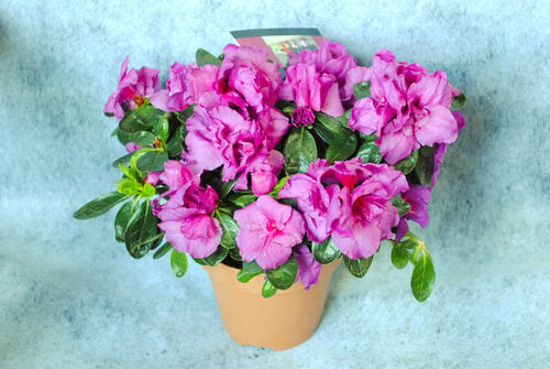 Azalea Potted Plant
