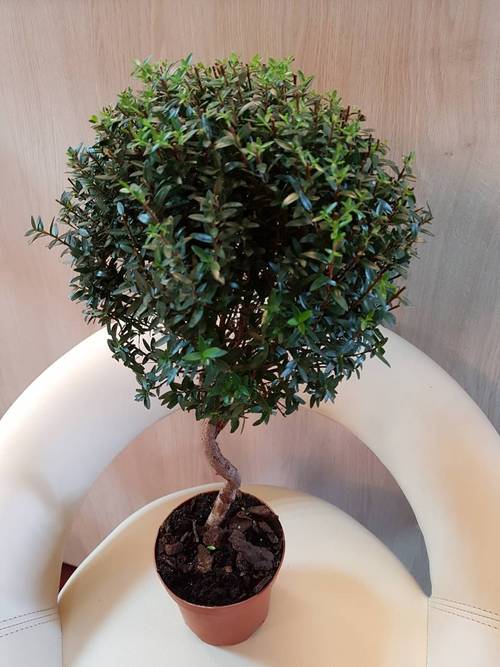 Potted Plant Myrtle