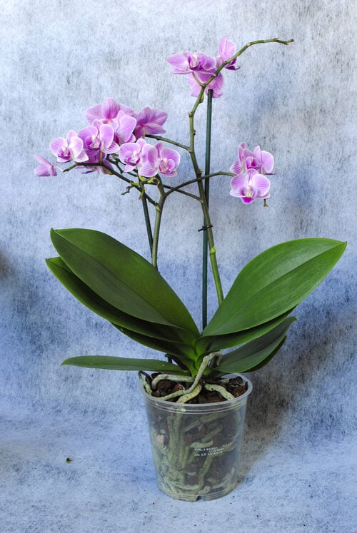 Purple Orchid Plant