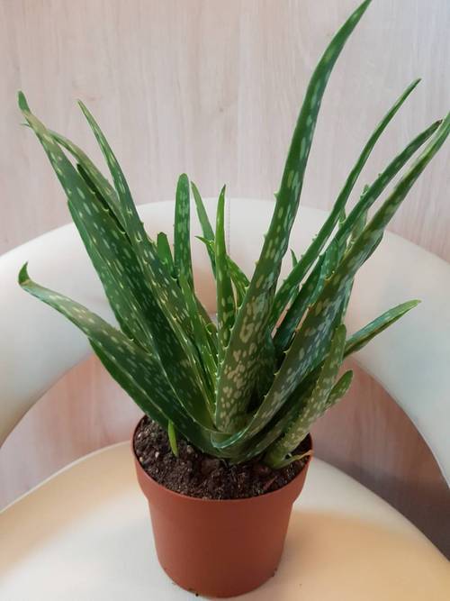 Potted Plant Aloe