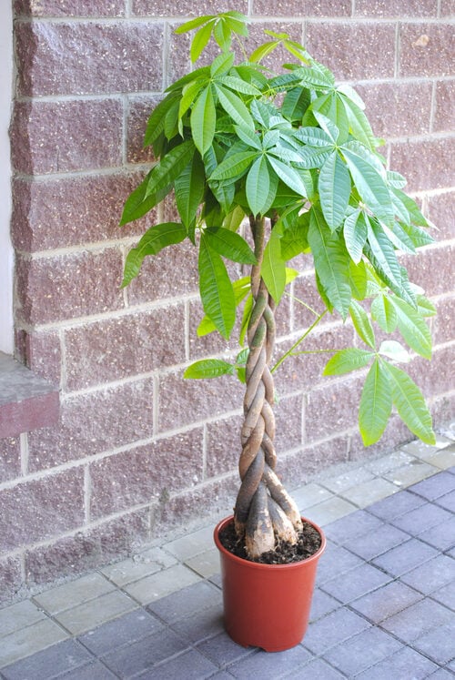 Potted Plant Pachira