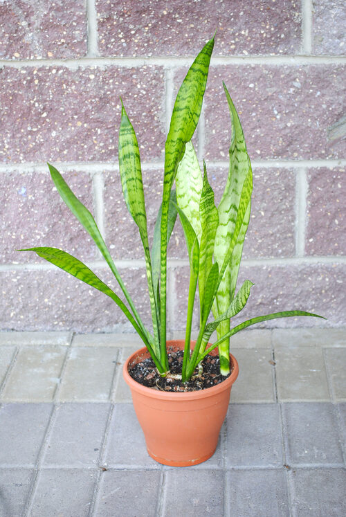 Potted Plant Sansevieria
