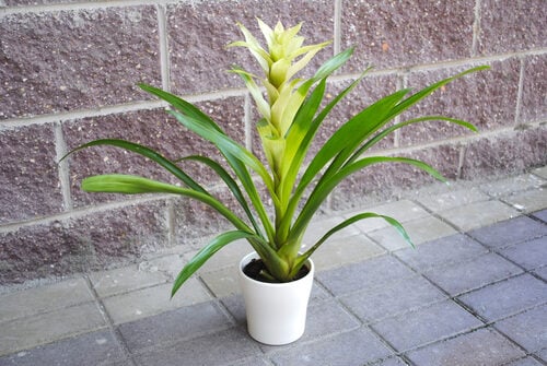 Potted Plant Guzmania