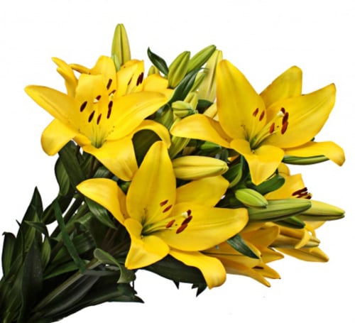 Flowers Bouquet "Yellow Lilies"
