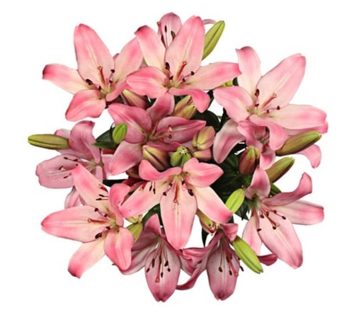 Flowers Bouquet "Pink Lilies"