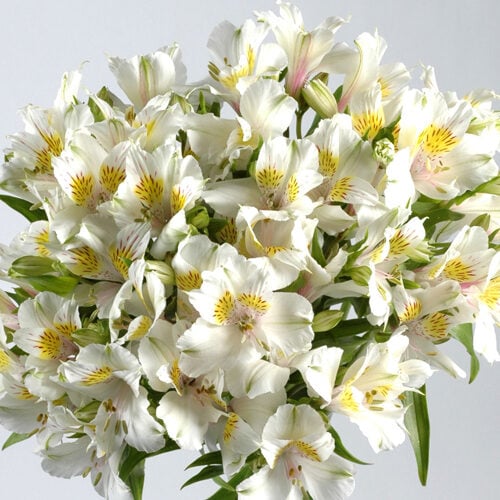 Flowers Bouquet "White Alstroemeria"