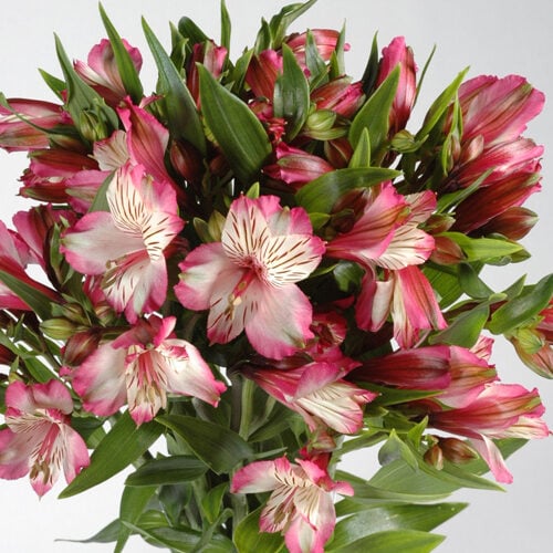 Flowers Bouquet "Pink Alstroemeria"