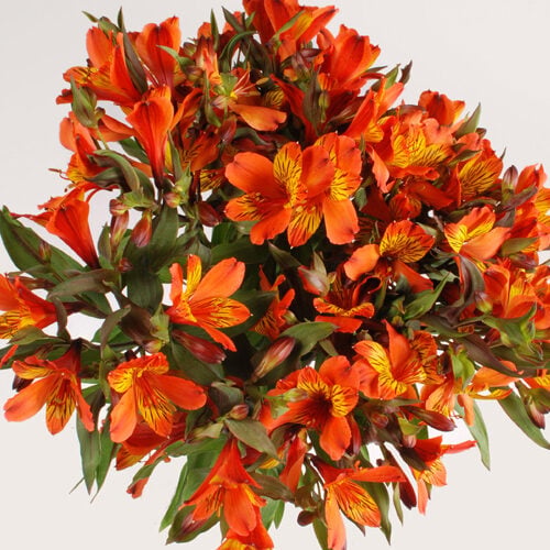 Flowers Bouquet "Orange Alstroemeria"